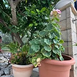 Rose On The Island Of Rab