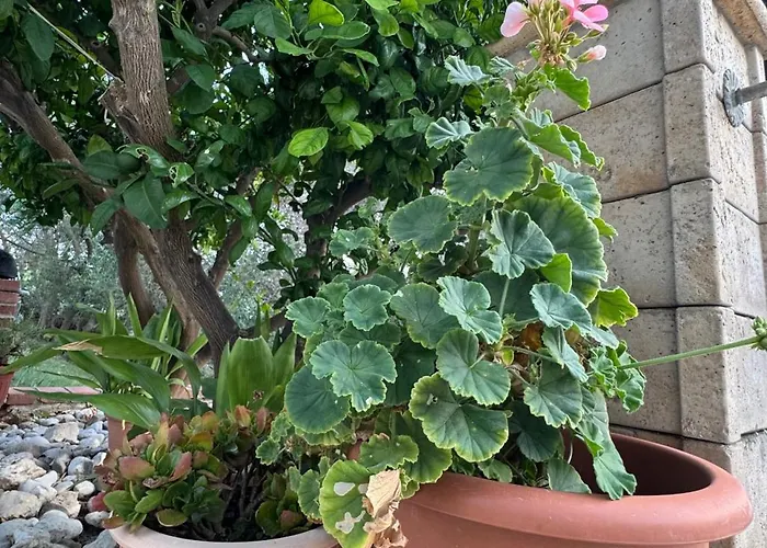 Rose On The Island Of Rab