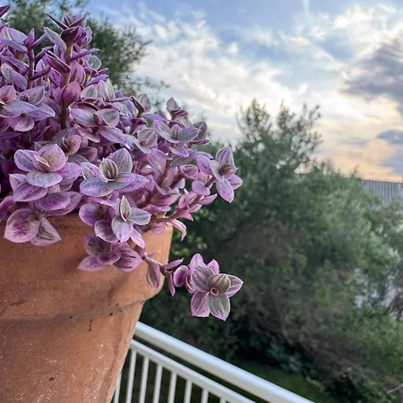 Pensión Rose On The Island Of Rab 4*
