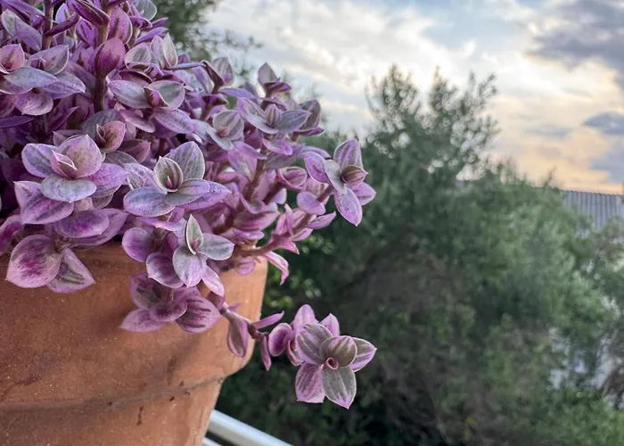 Penzion Rose On The Island Of Rab 4*